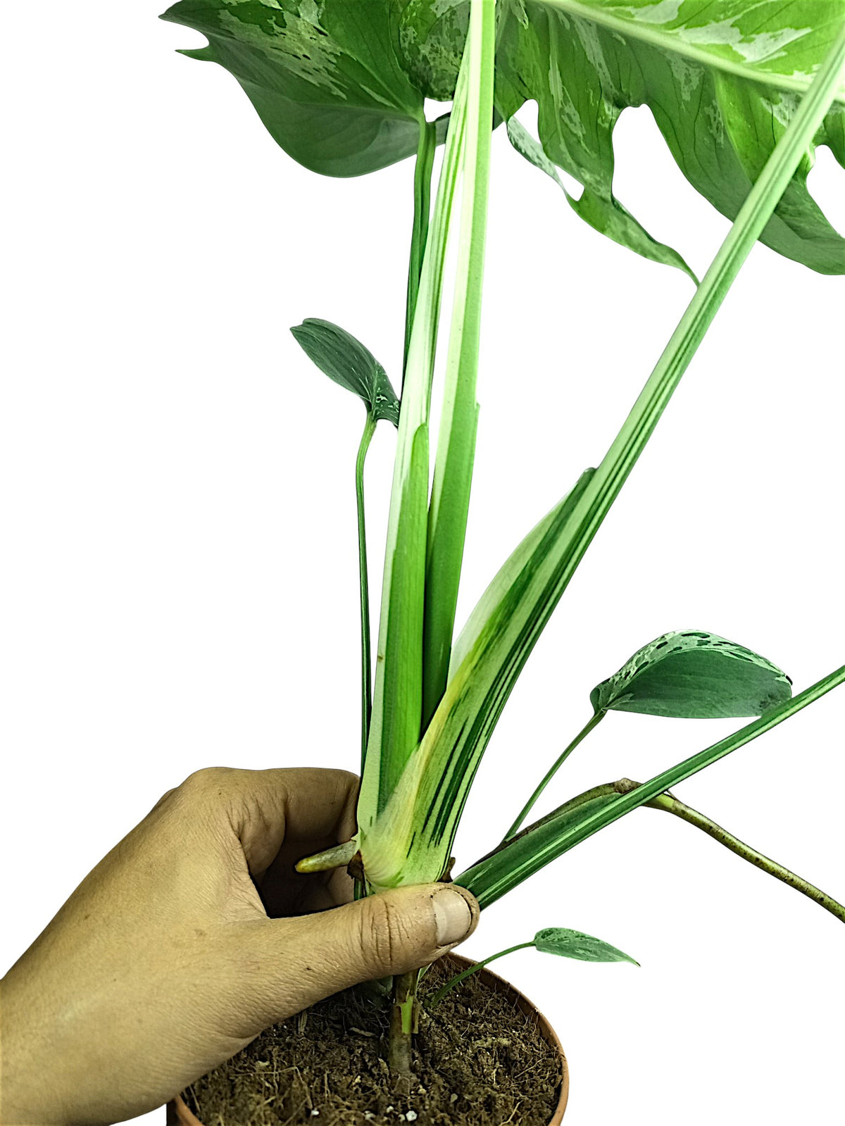 Monstera Bulbasaur - Double Headed
