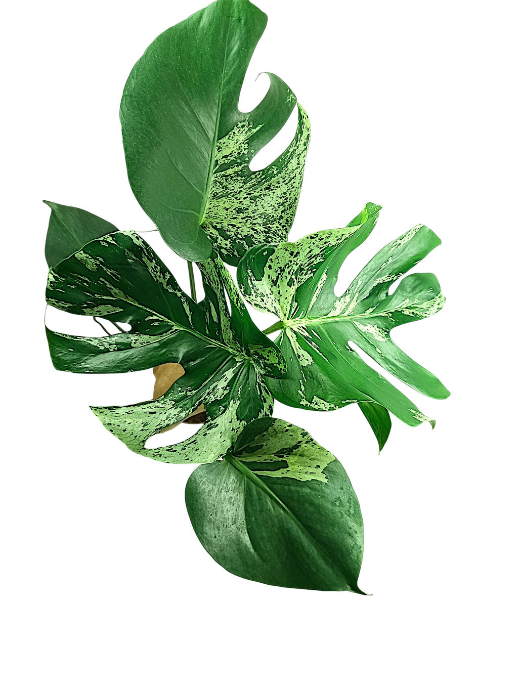 Monstera Bulbasaur - Double Headed