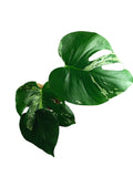 Monstera Bulbasaur
