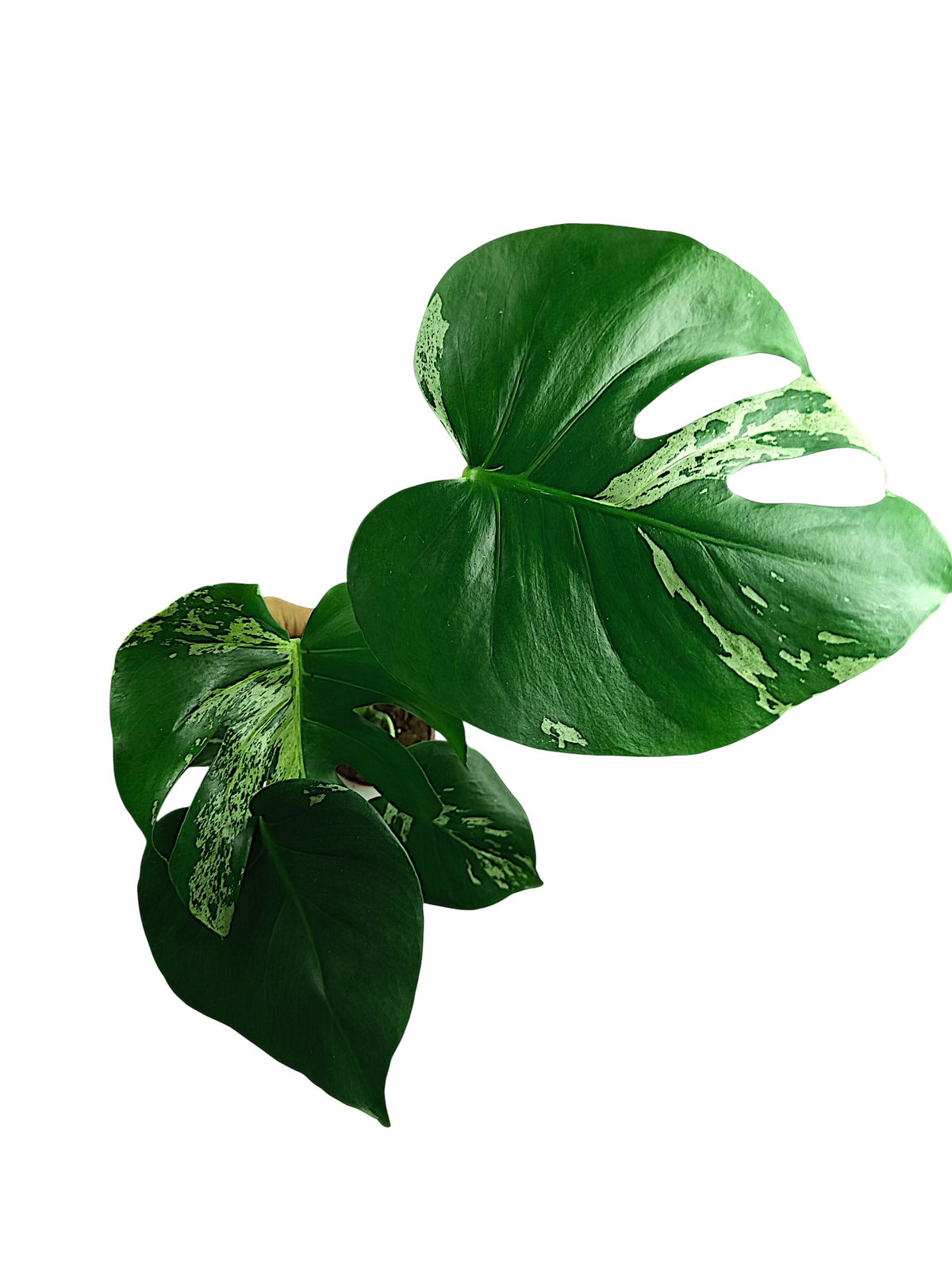 Monstera Bulbasaur