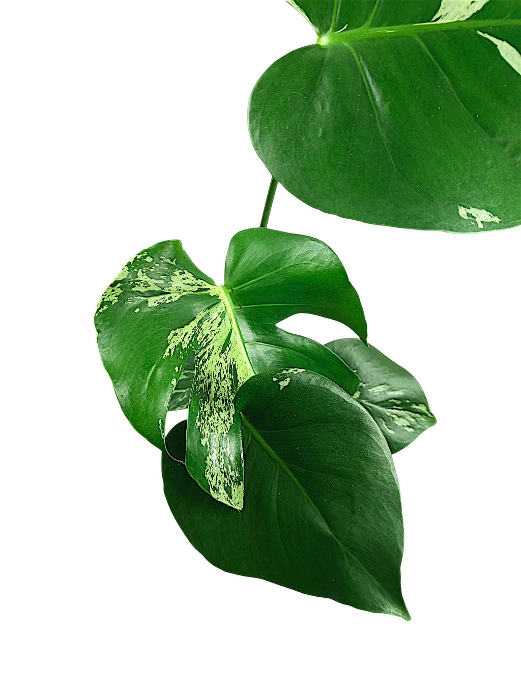 Monstera Bulbasaur