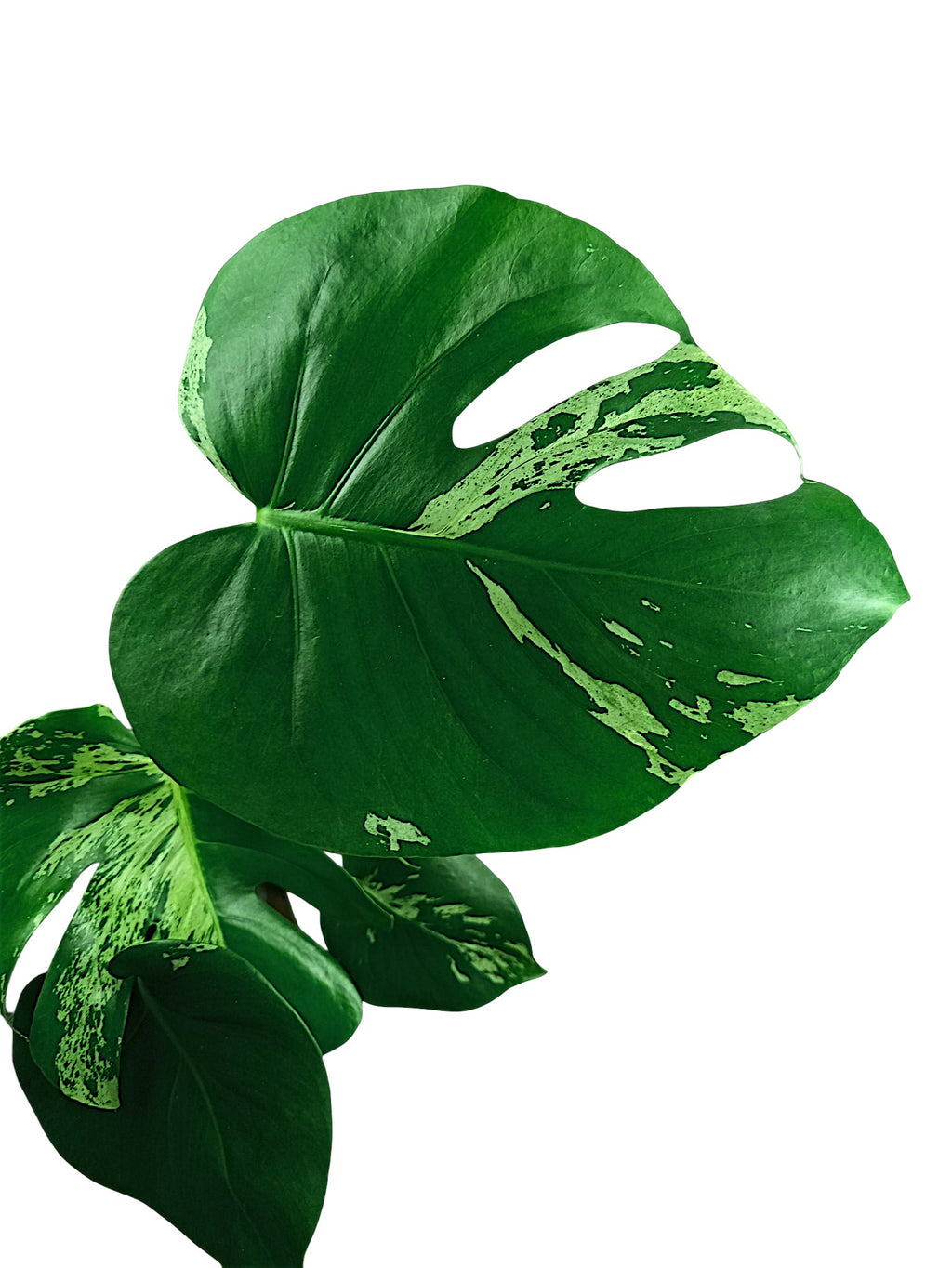 Monstera Bulbasaur