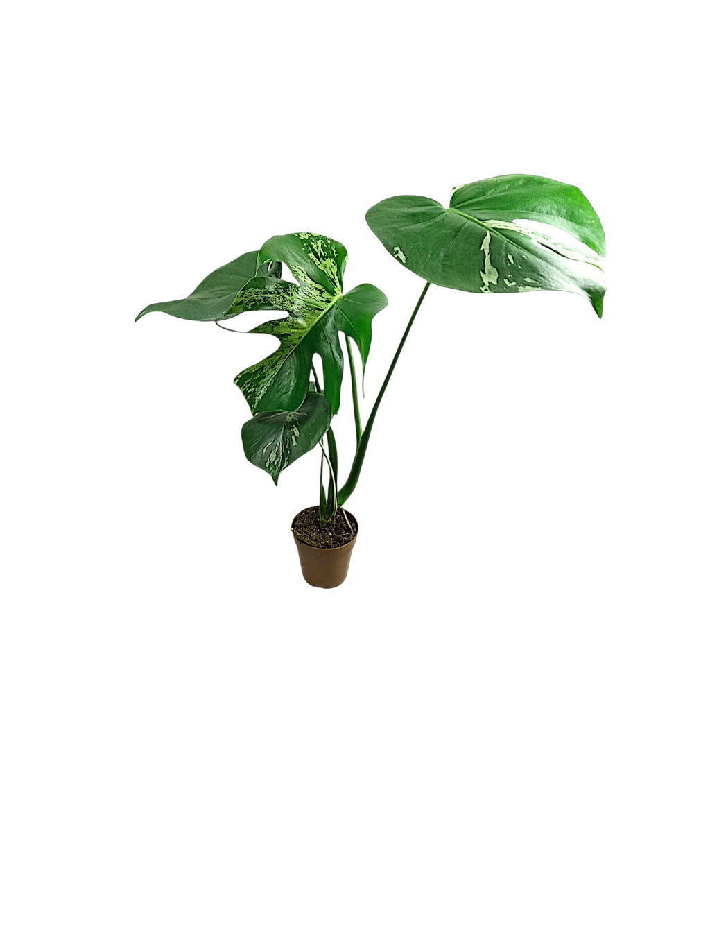 Monstera Bulbasaur