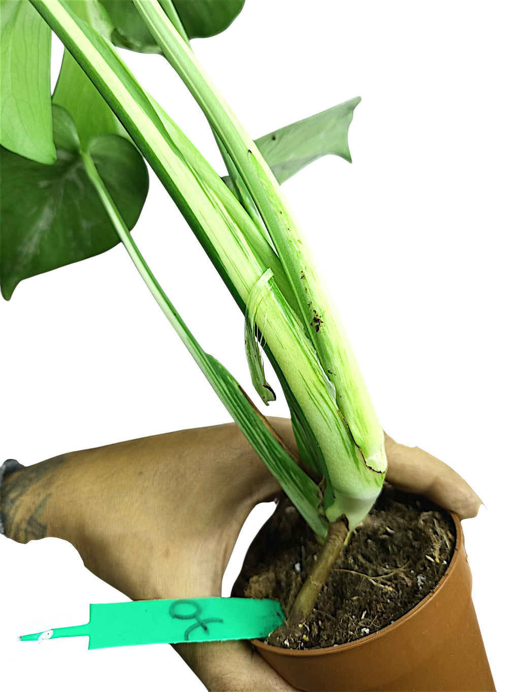 Monstera Bulbasaur