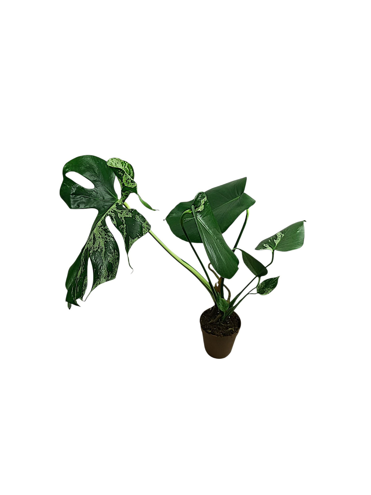 Monstera Bulbasaur