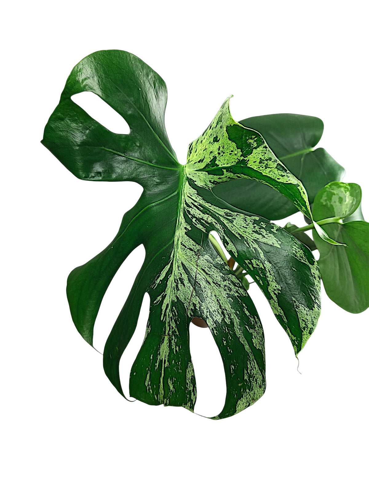 Monstera Bulbasaur