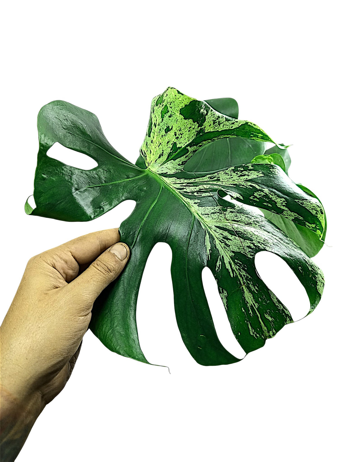 Monstera Bulbasaur