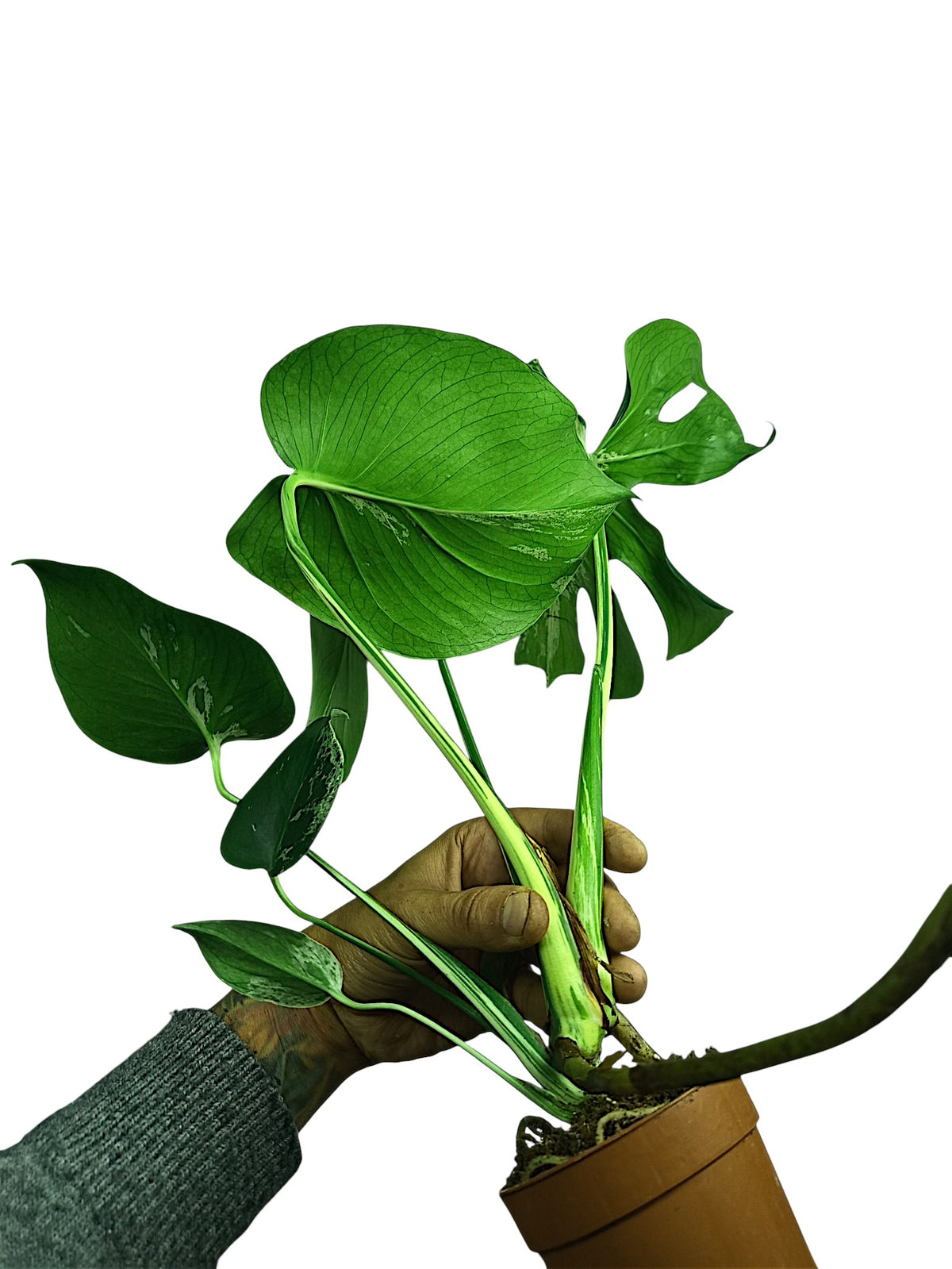 Monstera Bulbasaur