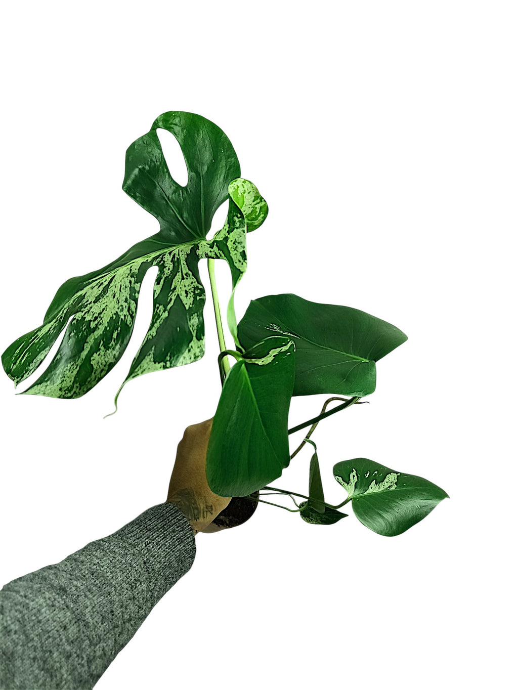 Monstera Bulbasaur
