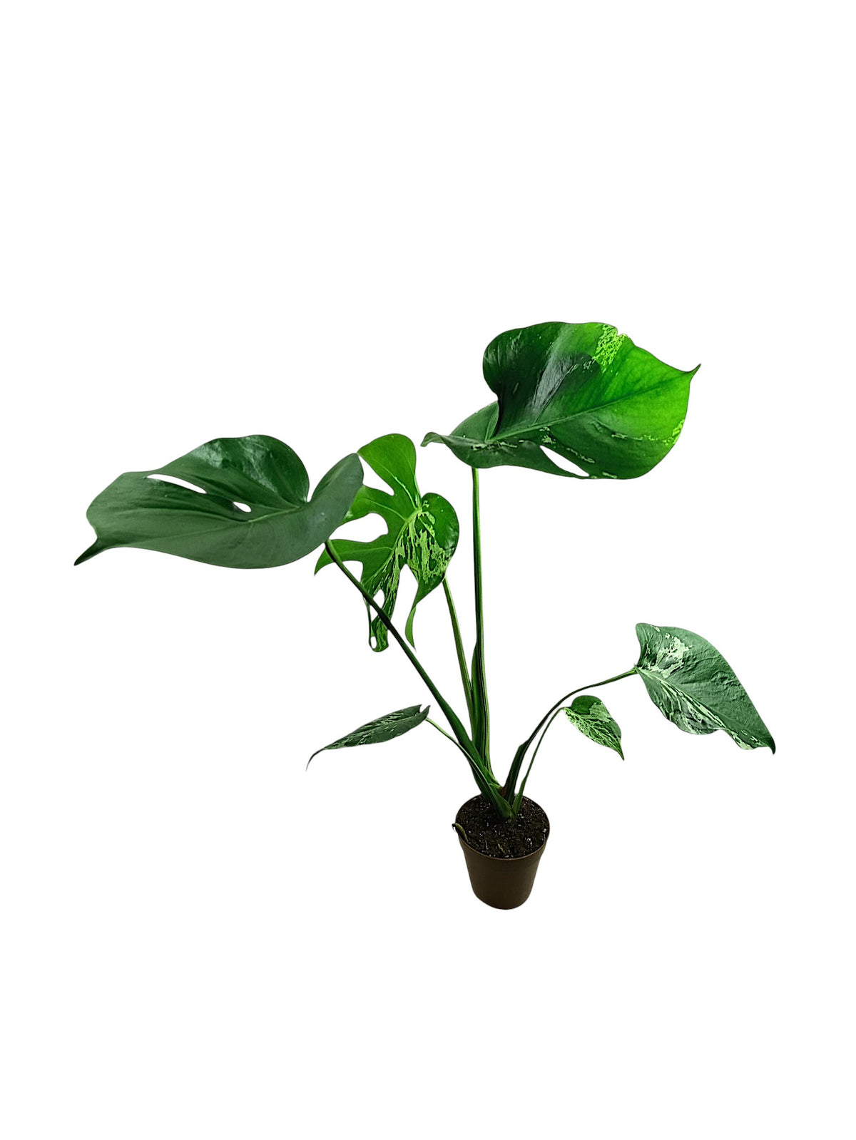 Monstera Bulbasaur - Alien leaf