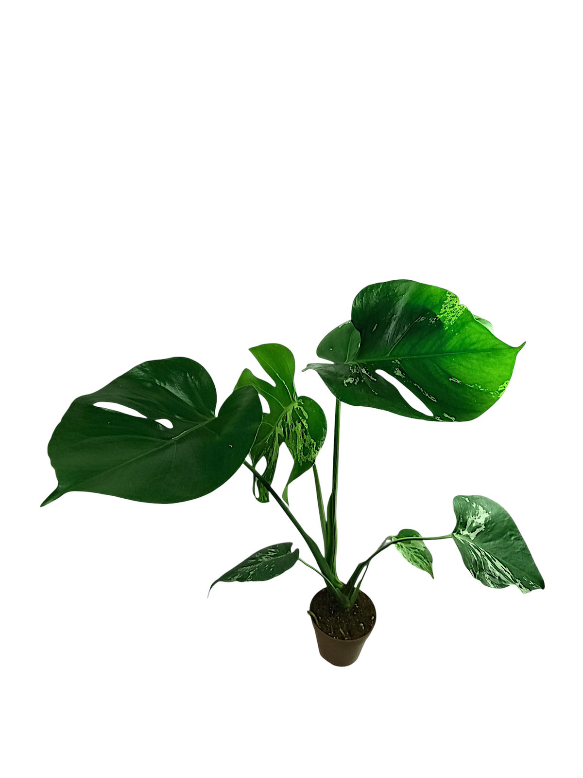 Monstera Bulbasaur - Alien leaf