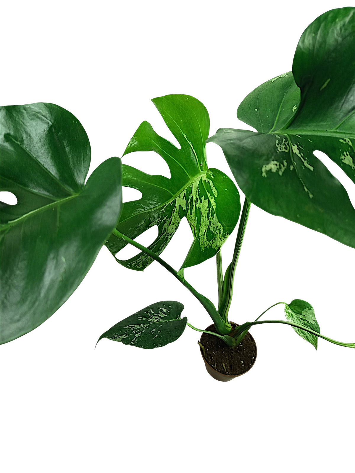 Monstera Bulbasaur - Alien leaf