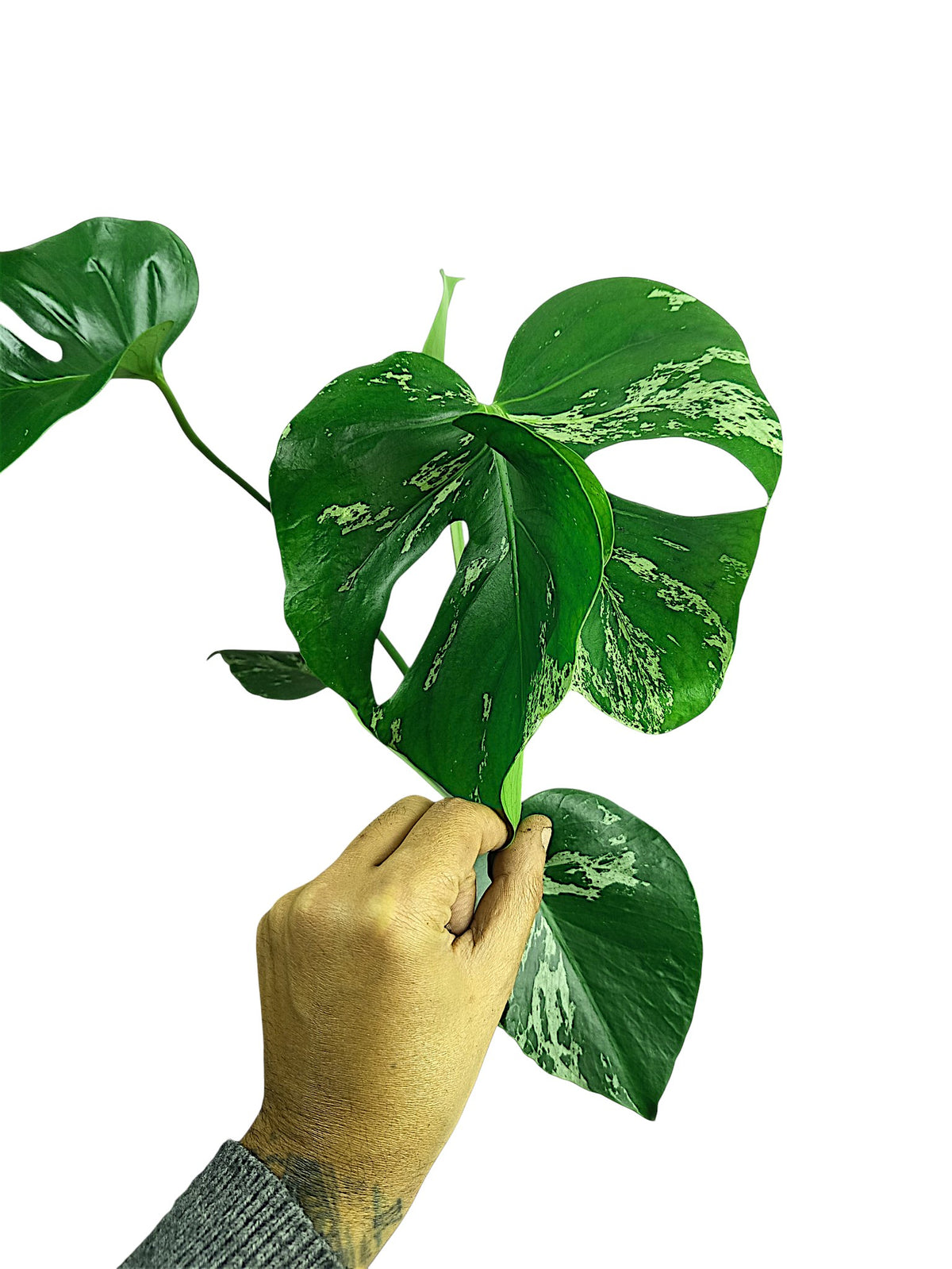 Monstera Bulbasaur - Alien leaf