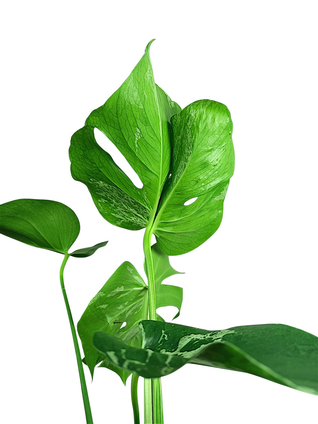 Monstera Bulbasaur - Alien leaf