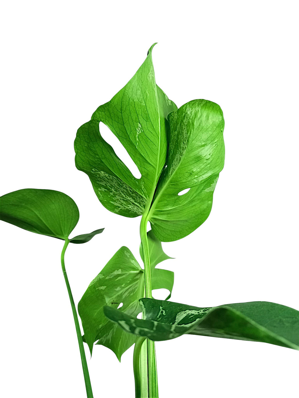 Monstera Bulbasaur - Alien leaf