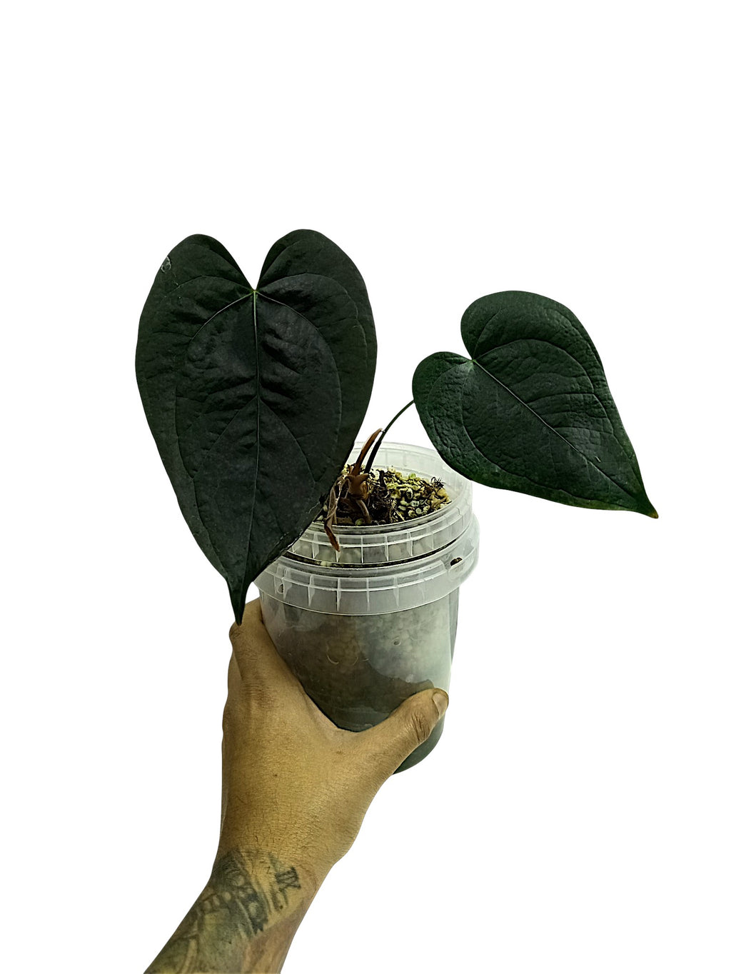 Anthurium Queen of Hearts