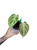 Anthurium "Silver Blush Mint"