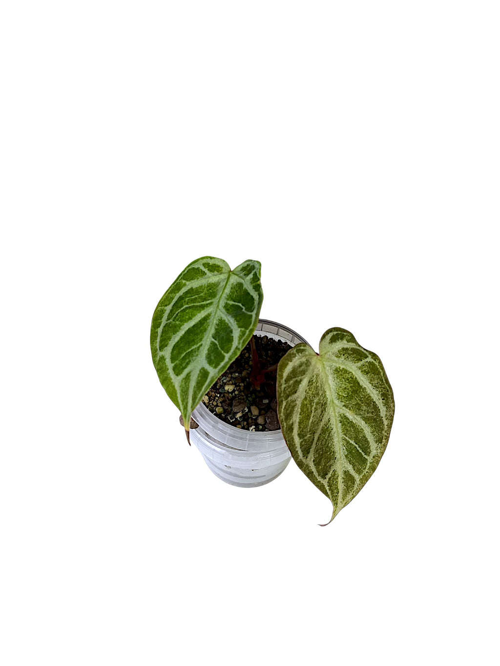 Anthurium "Silver Blush Mint"