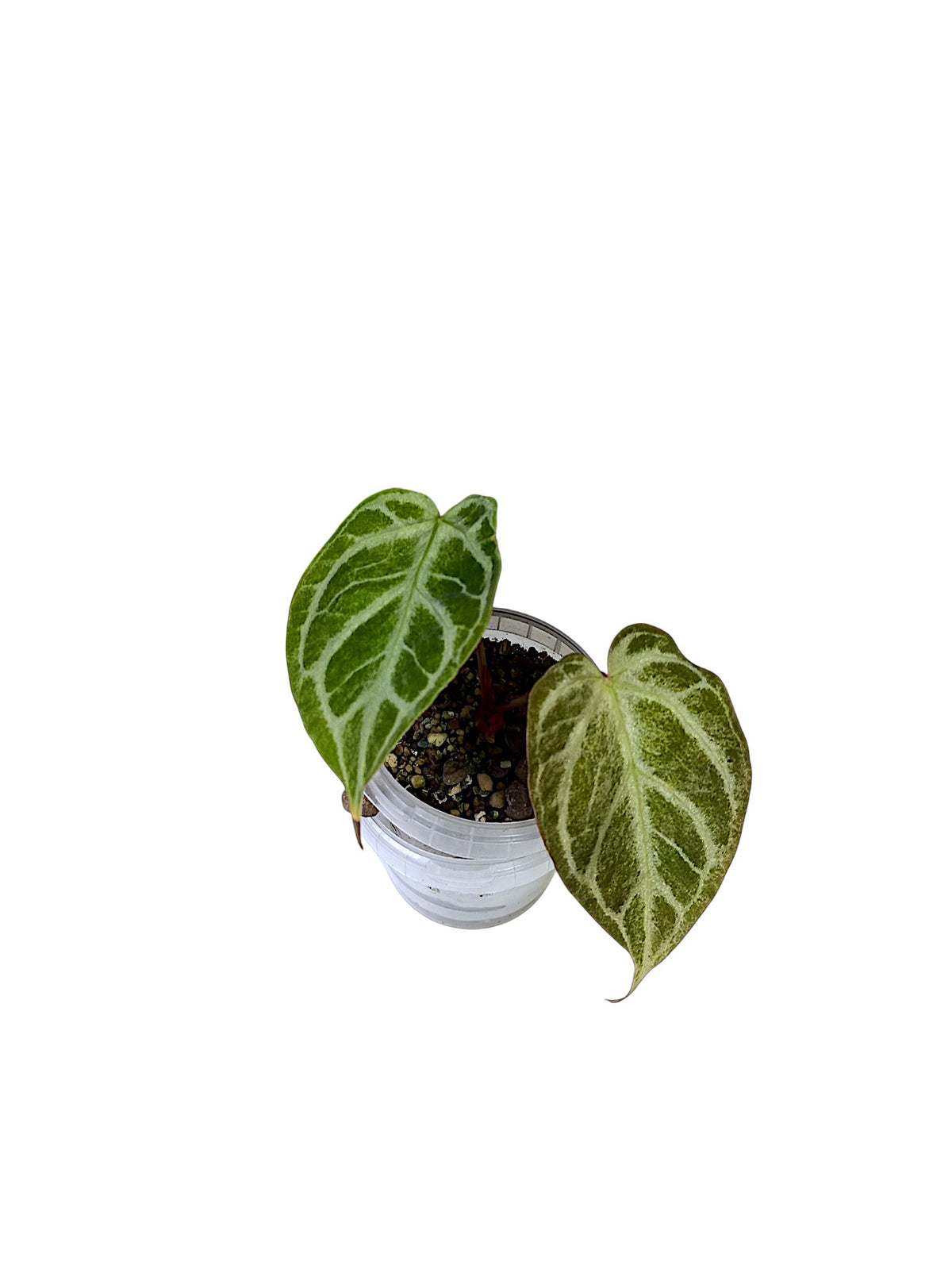 Anthurium "Silver Blush Mint"