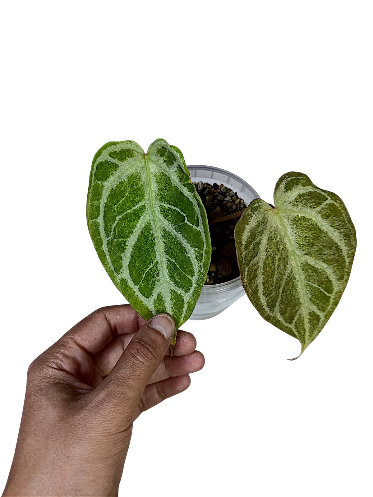 Anthurium "Silver Blush Mint"