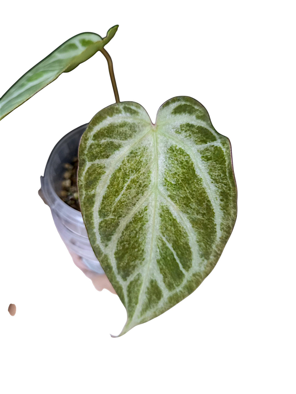 Anthurium "Silver Blush Mint"