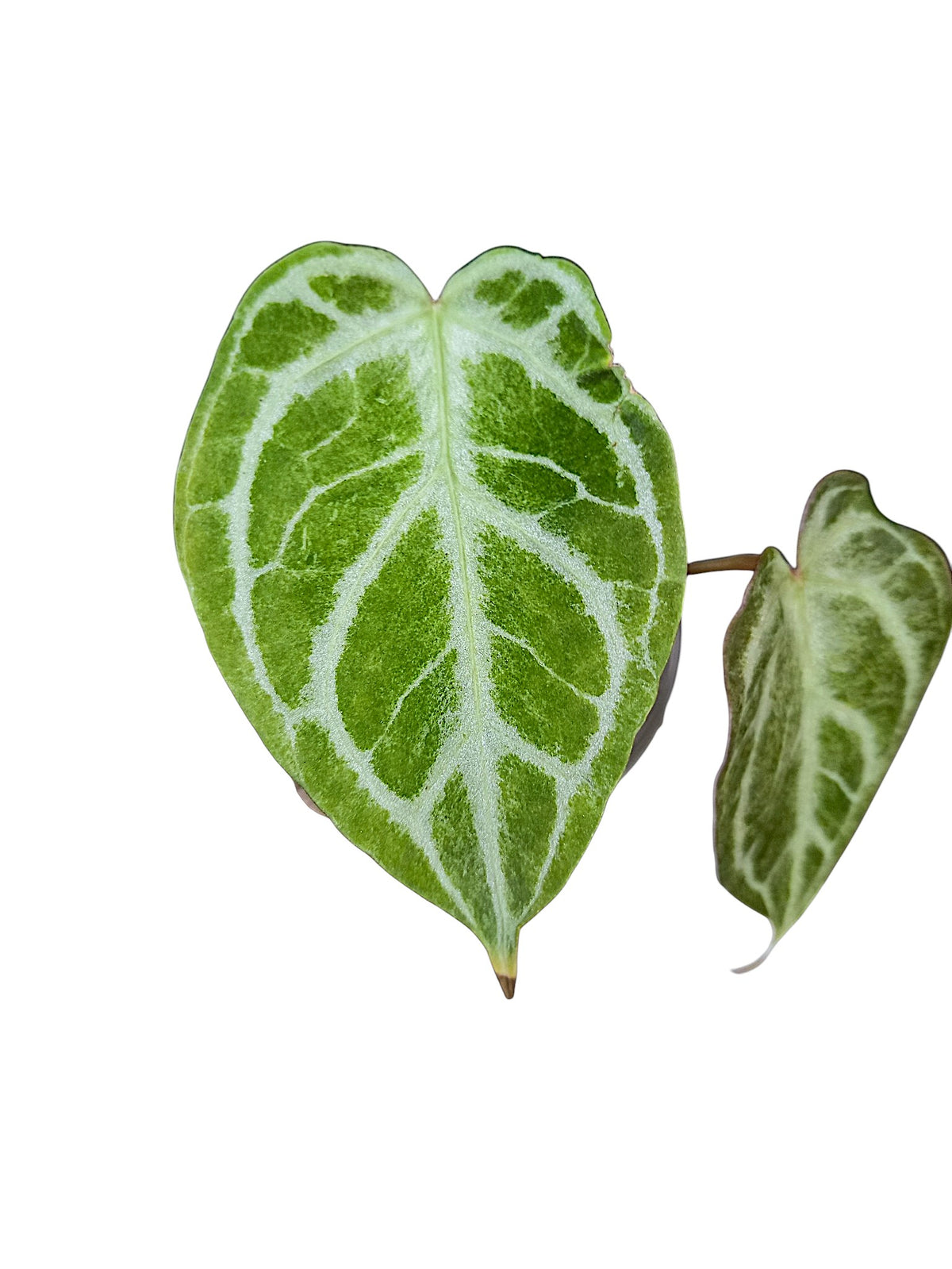 Anthurium "Silver Blush Mint"