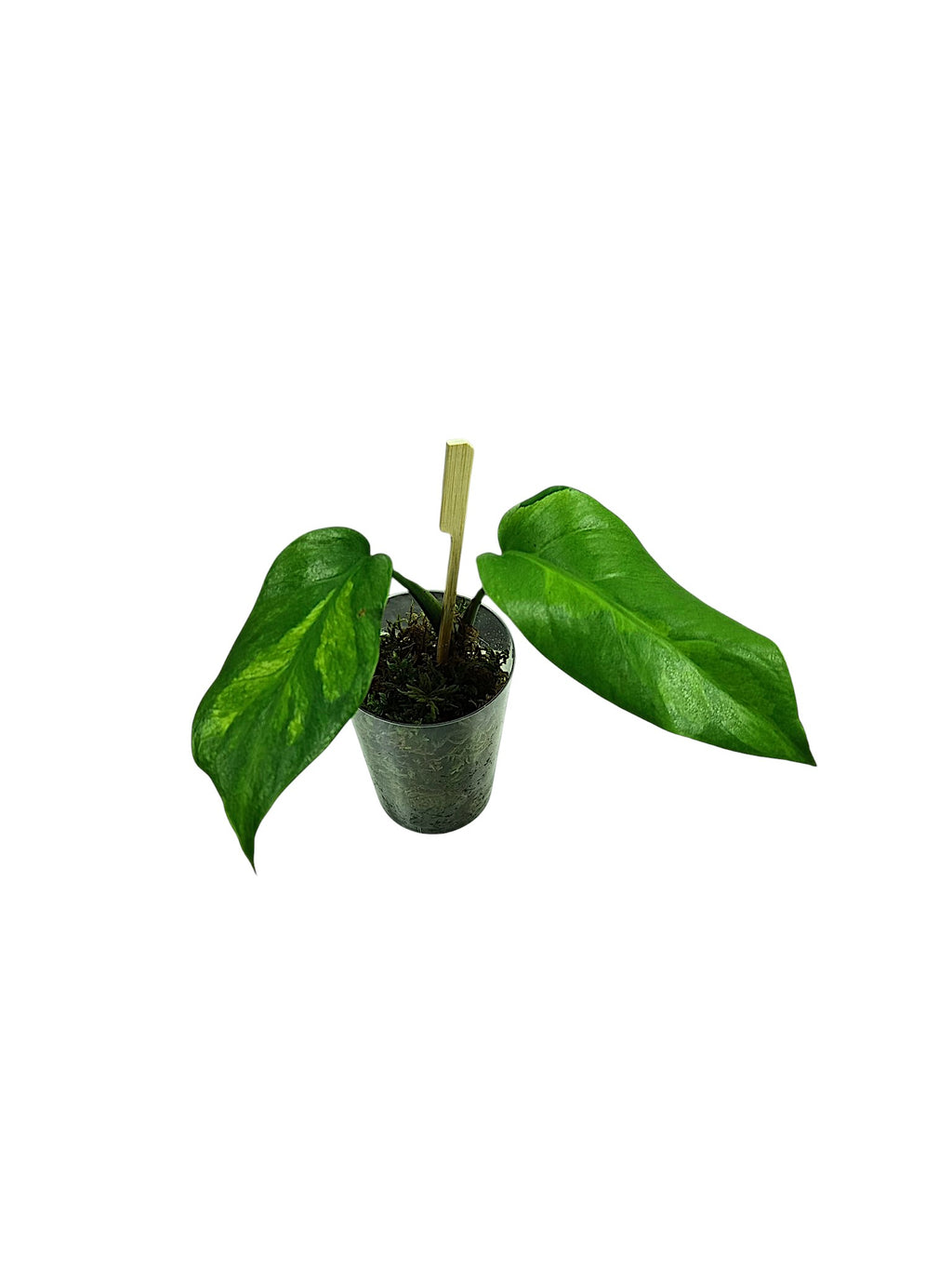 Monstera White Lava