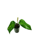 Monstera White Lava