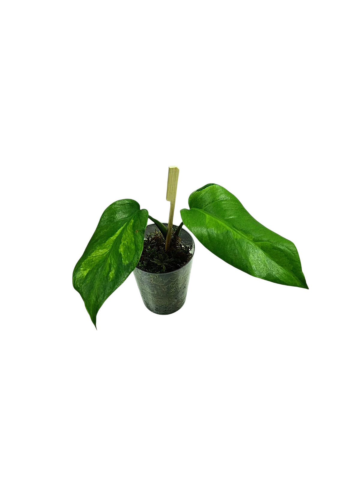Monstera White Lava