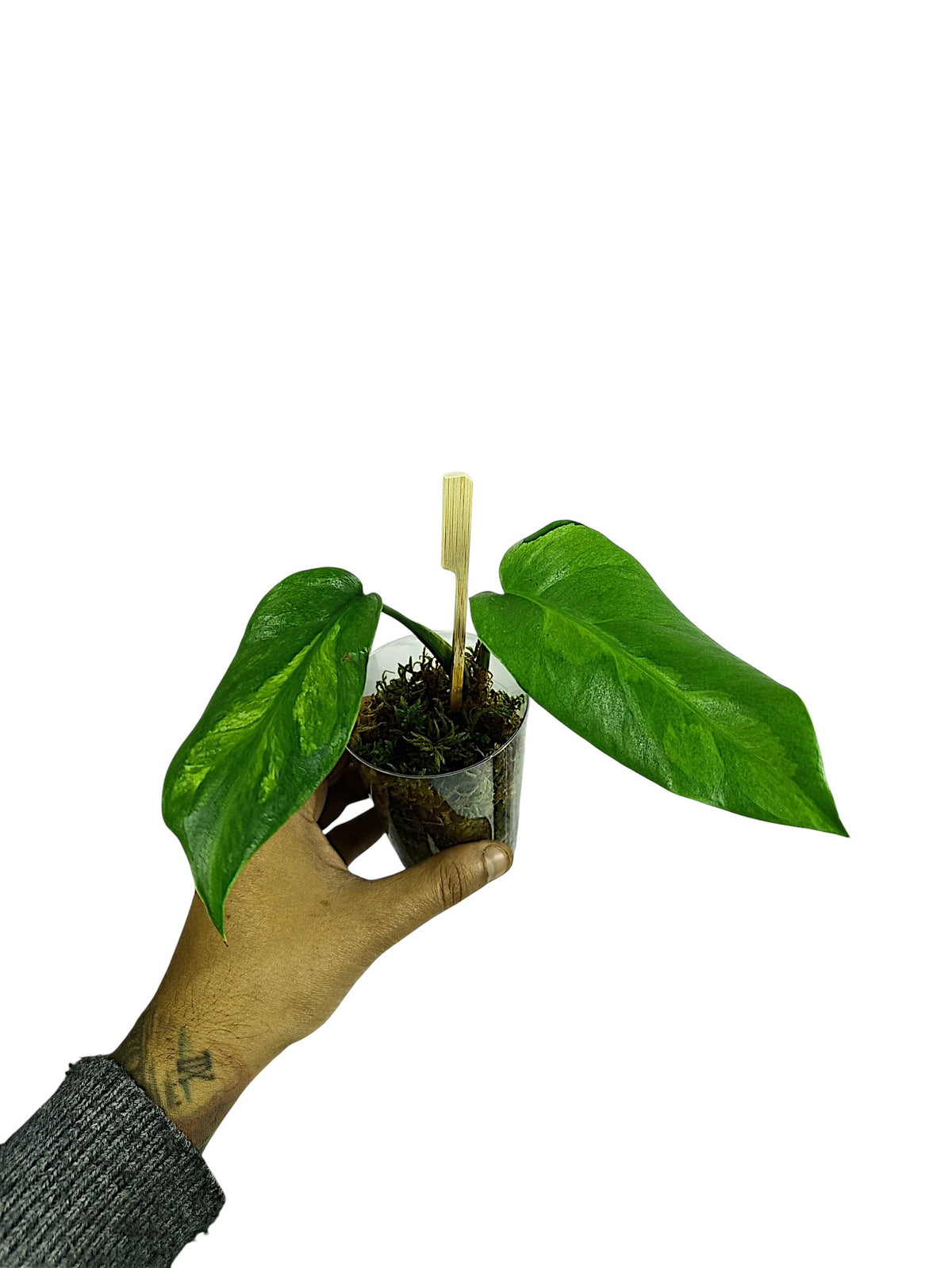 Monstera White Lava