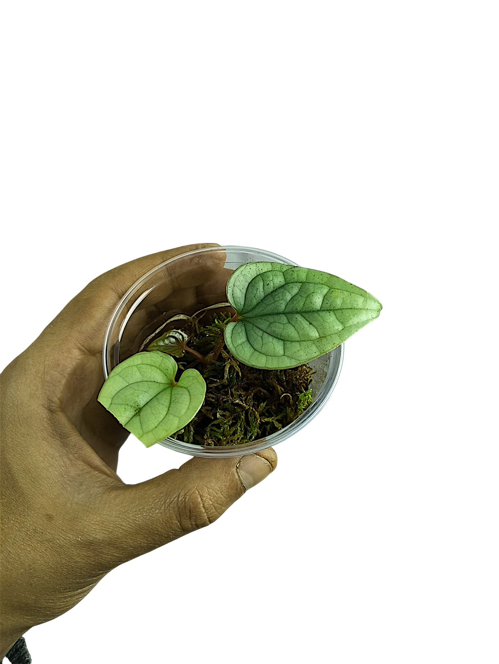 Anthurium Luxurian Silver