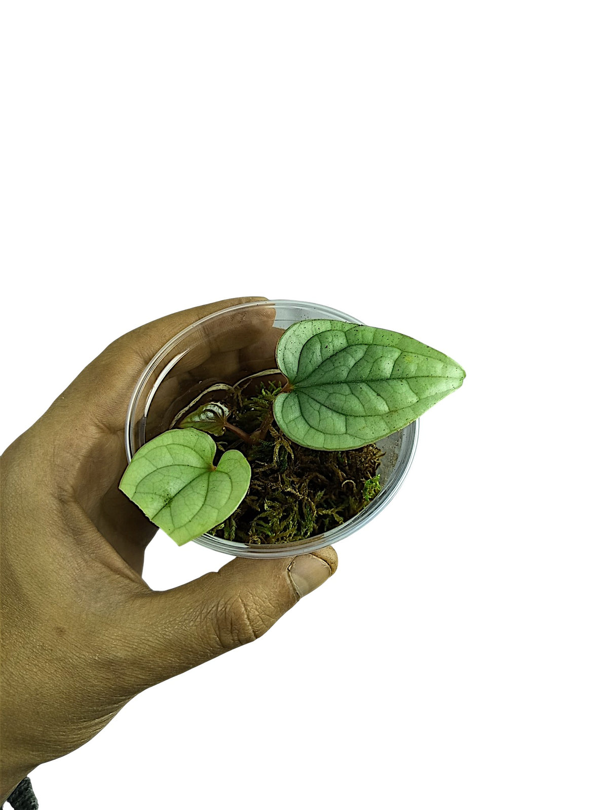Anthurium Luxurian Silver