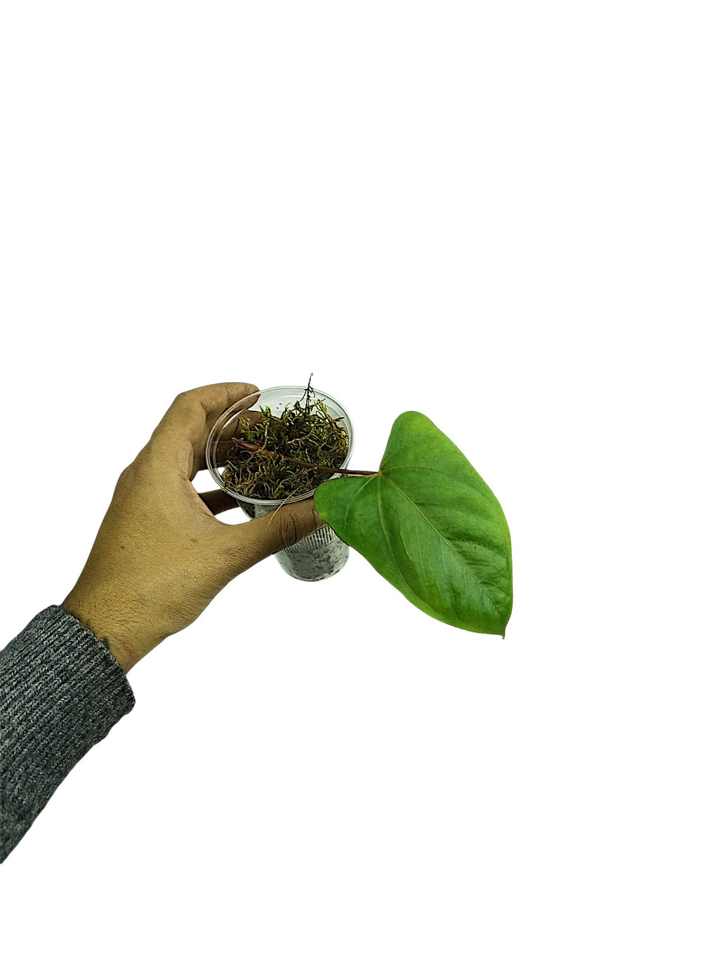 Anthurium Portillae HU x Pappi Daniel Wing Ears