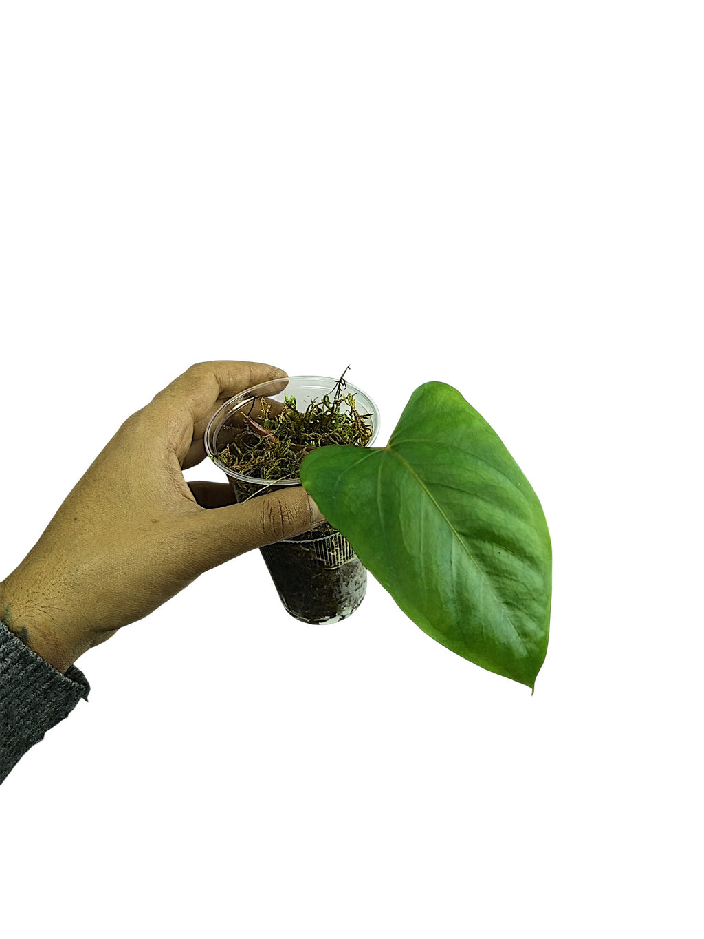 Anthurium Portillae HU x Pappi Daniel Wing Ears