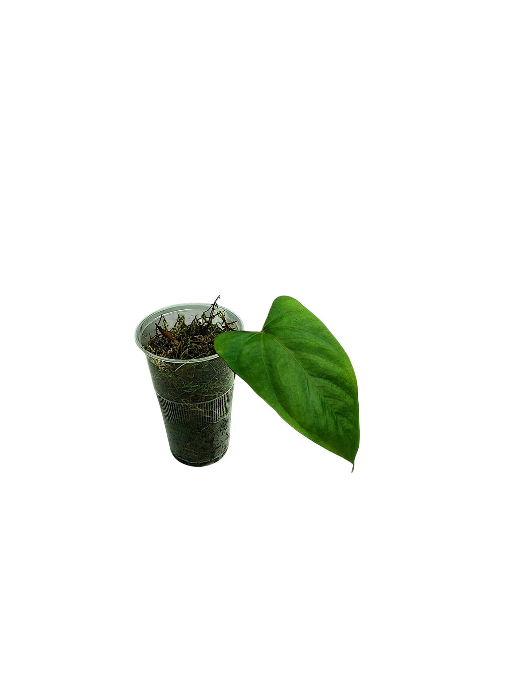 Anthurium Portillae HU x Pappi Daniel Wing Ears
