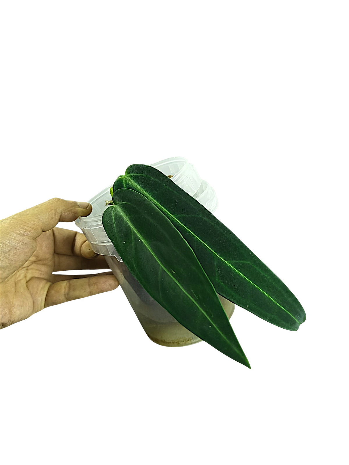 Anthurium warocqueanum Dark Form