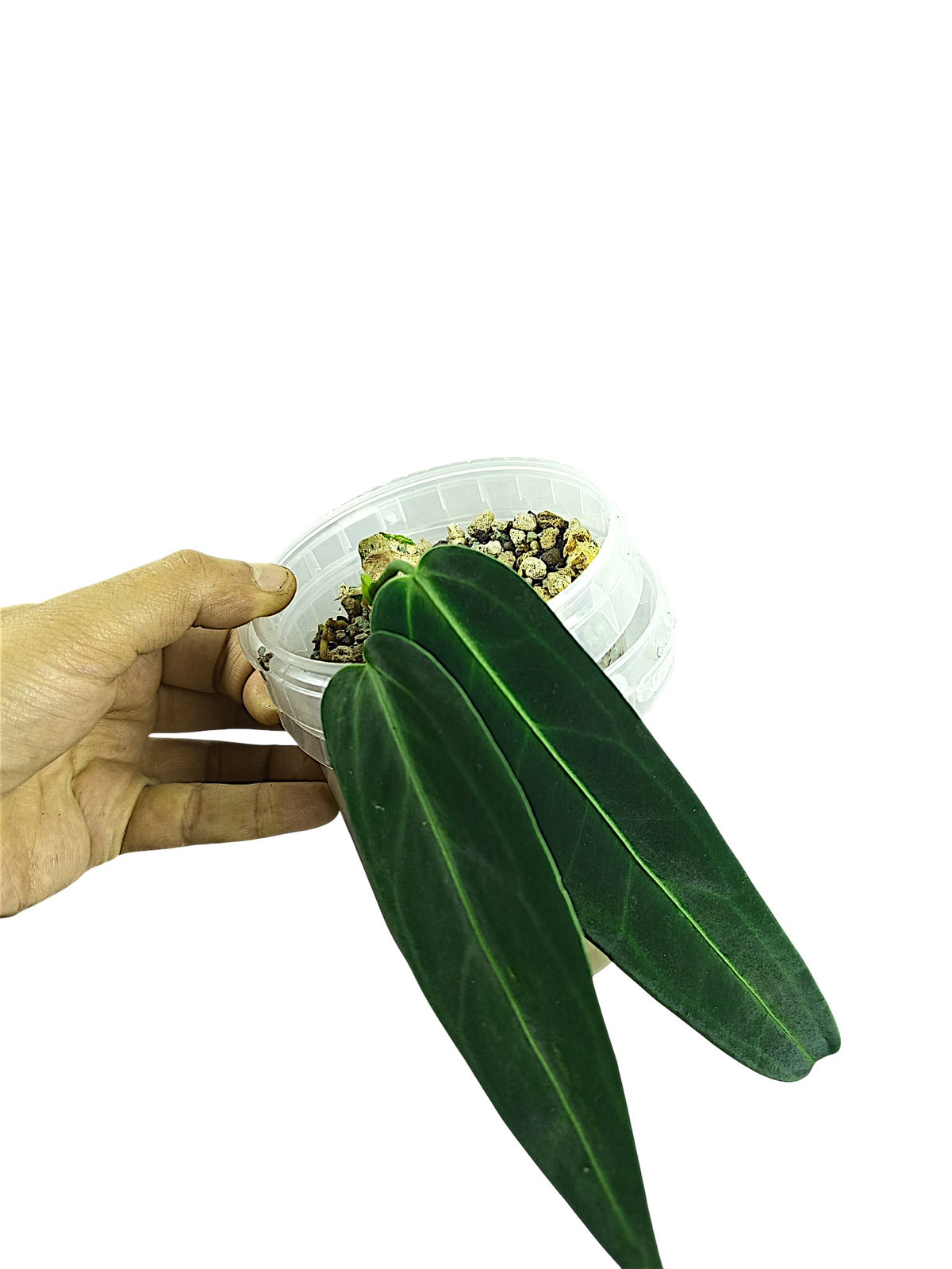 Anthurium warocqueanum Dark Form