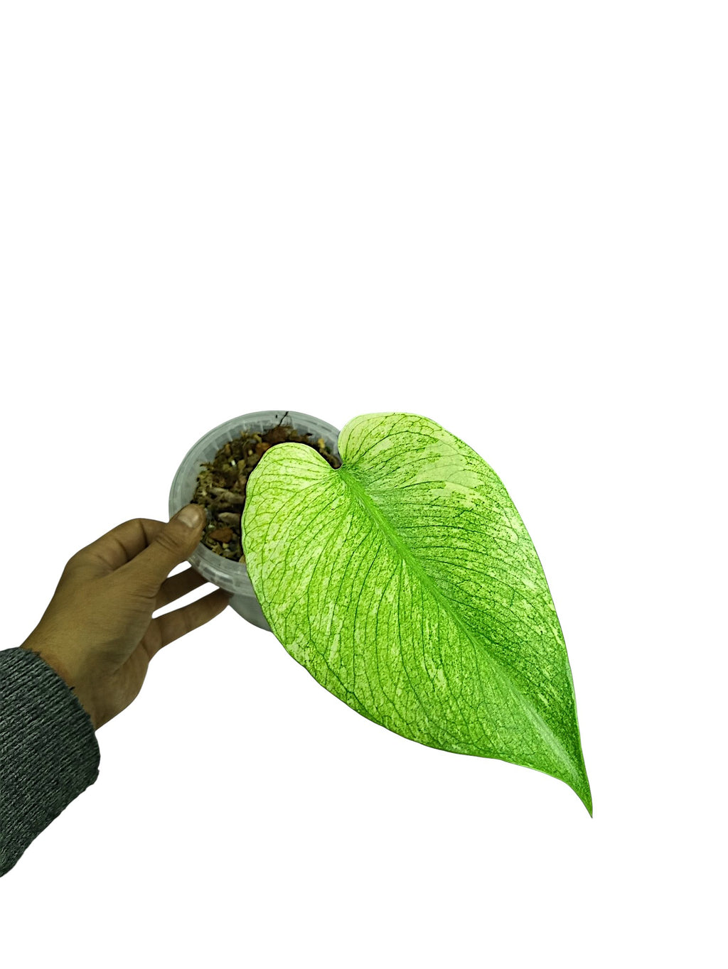 Monstera White Monster