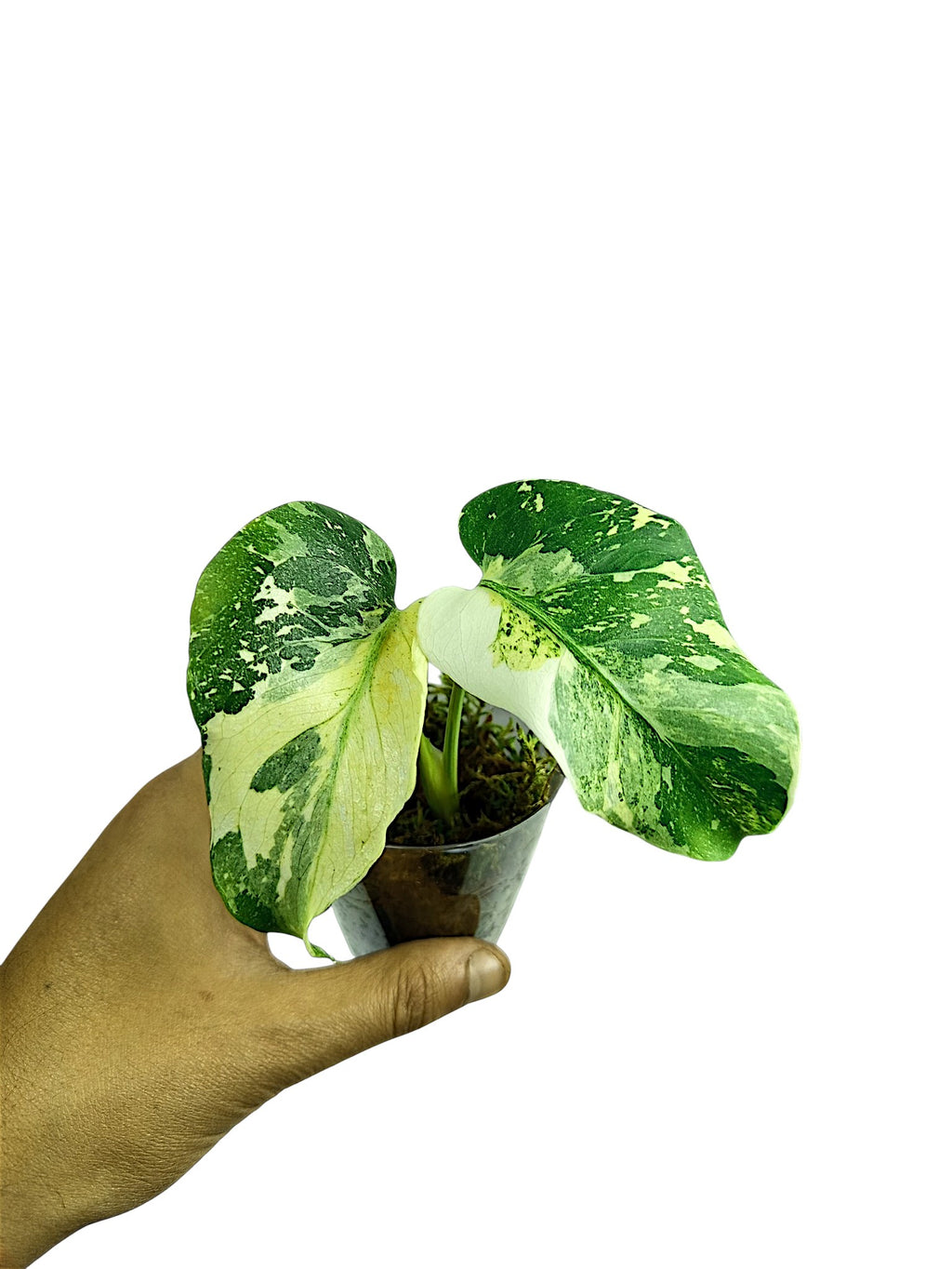 MONSTERA TRICOLOR NO ID FROM SEED