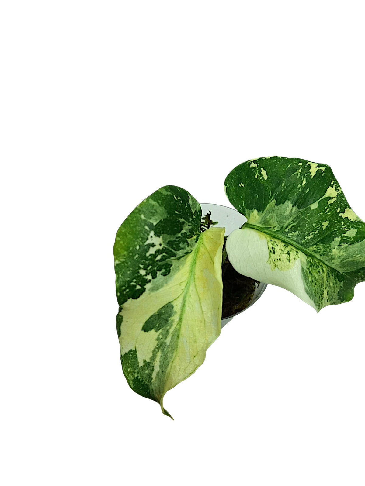 MONSTERA TRICOLOR NO ID FROM SEED