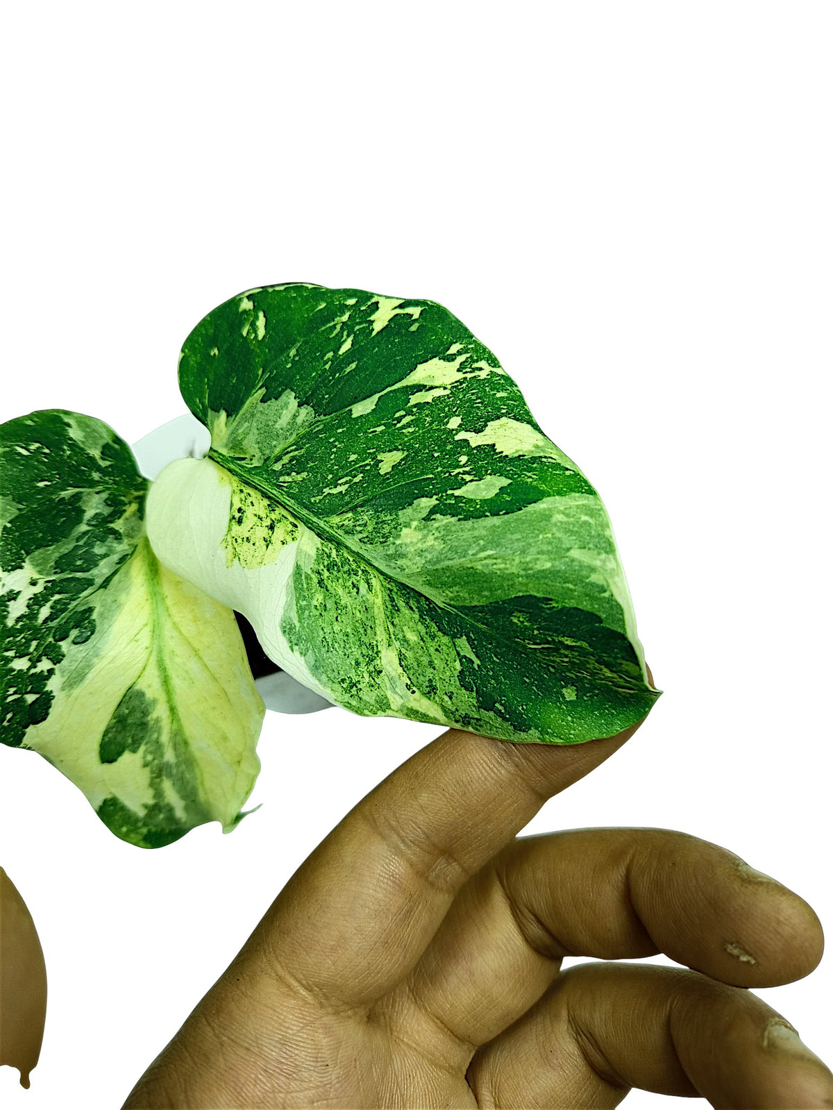 MONSTERA TRICOLOR NO ID FROM SEED