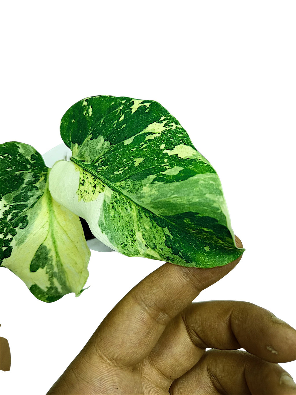 MONSTERA TRICOLOR NO ID FROM SEED
