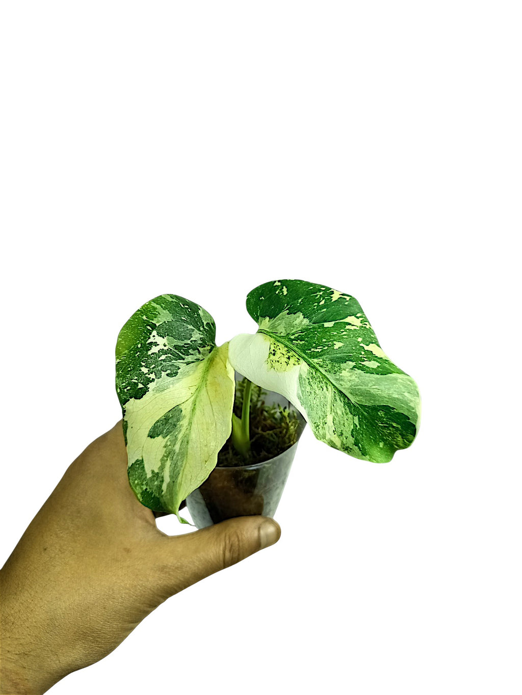 MONSTERA TRICOLOR NO ID FROM SEED
