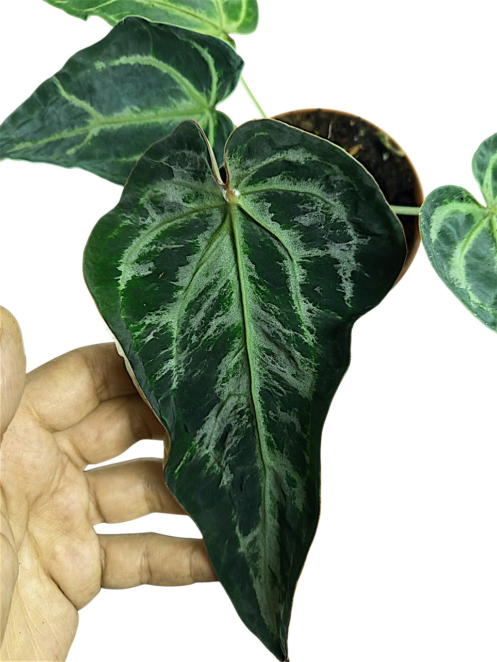 Anthurium Black Widow & Michelle x Red Spider -  Mutation