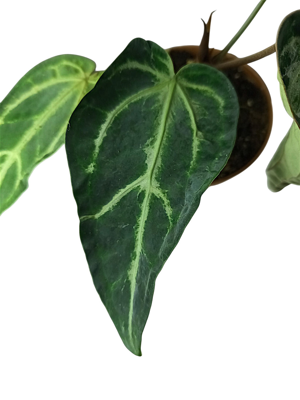 Anthurium Black Widow & Michelle x Red Spider -  Mutation
