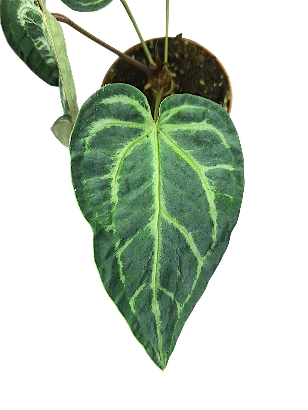 Anthurium Black Widow & Michelle x Red Spider -  Mutation