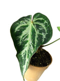 Anthurium Black Widow & Michelle x Red Spider -  Mutation