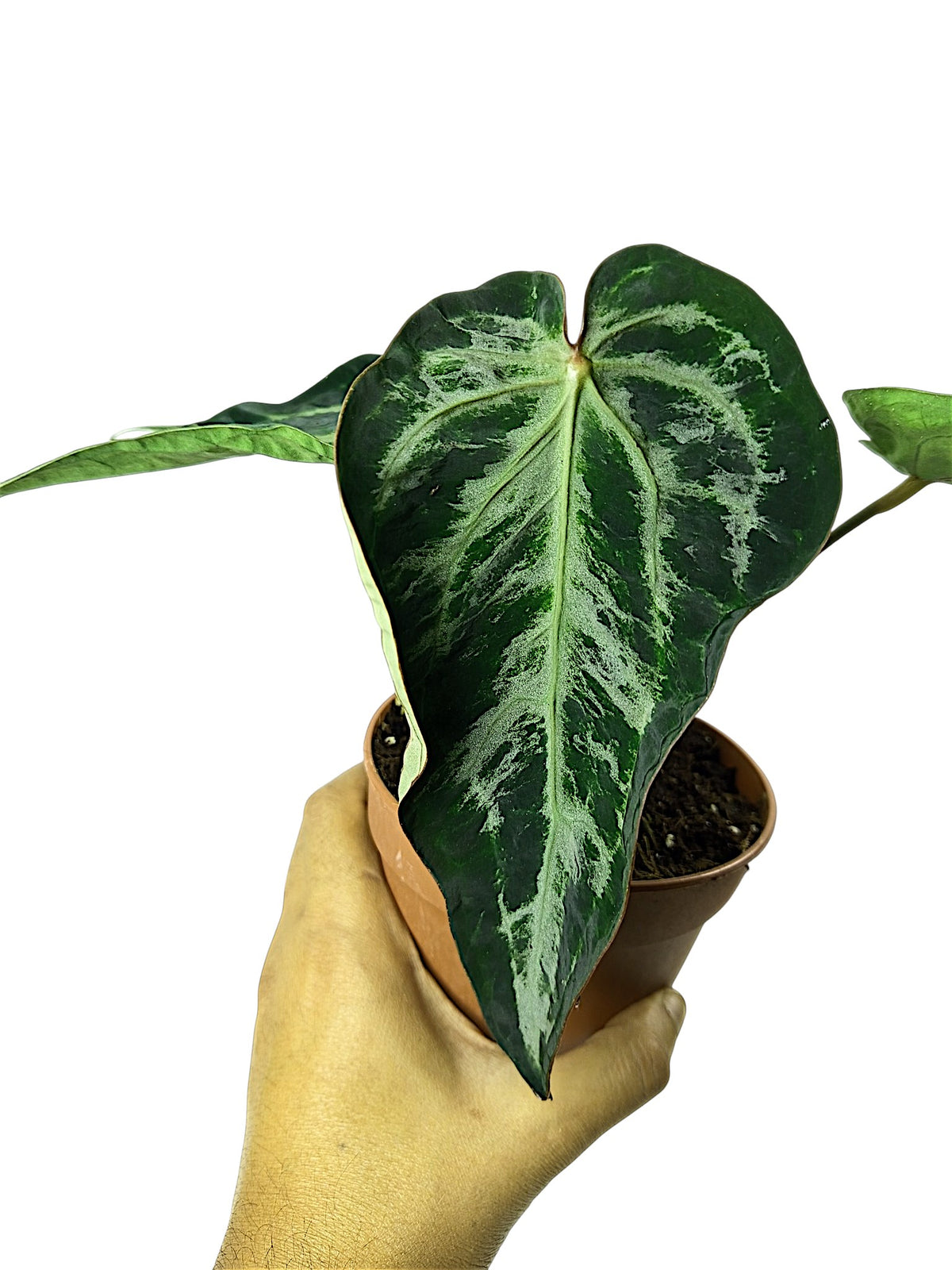 Anthurium Black Widow & Michelle x Red Spider -  Mutation