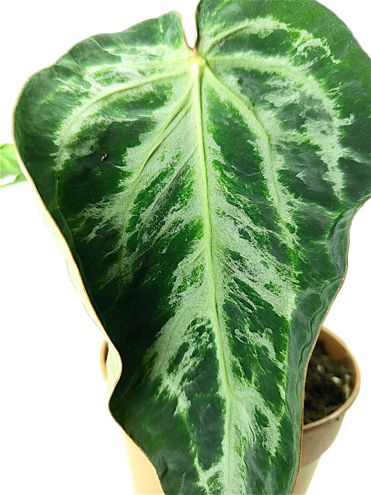Anthurium Black Widow & Michelle x Red Spider -  Mutation