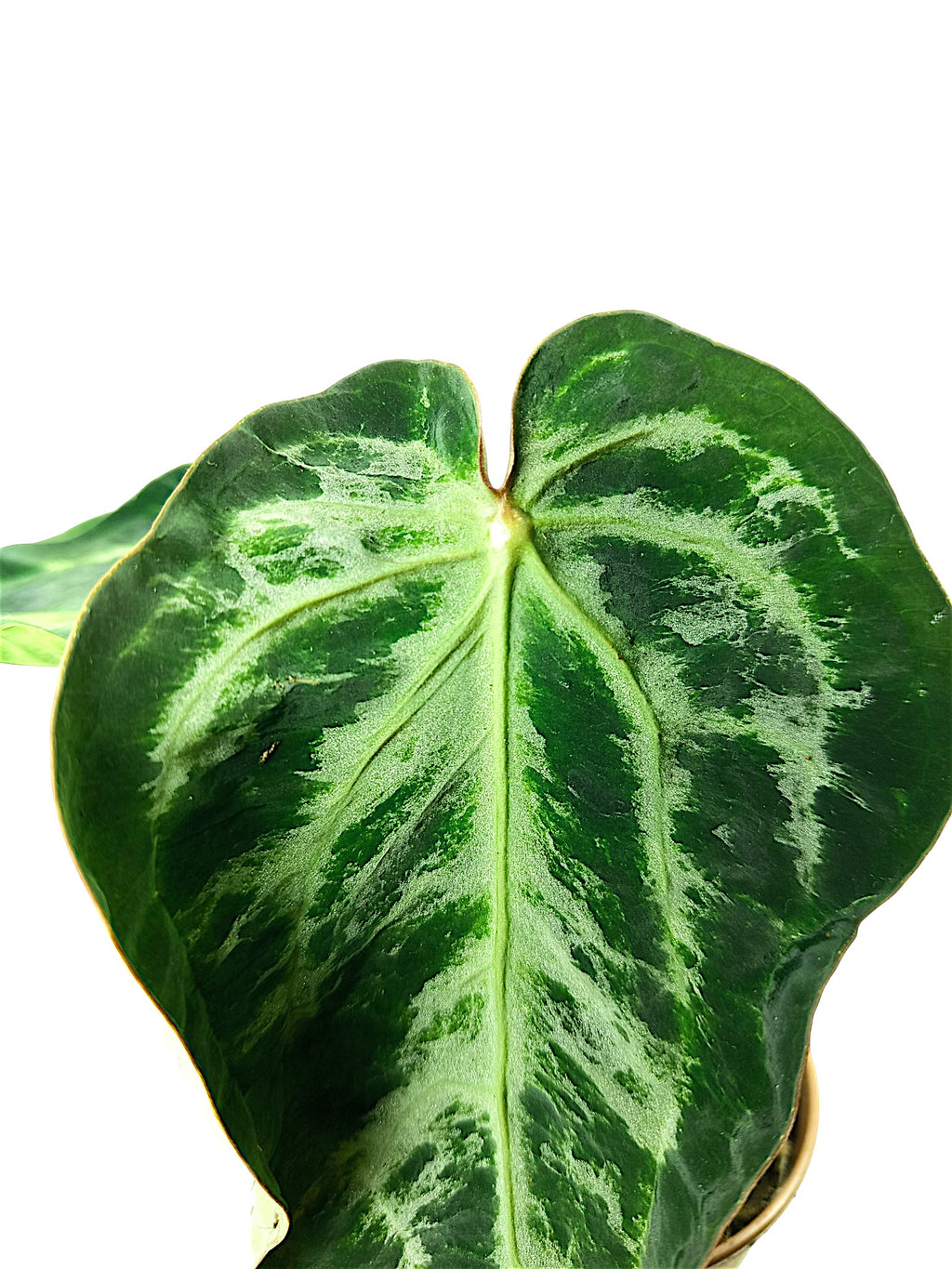 Anthurium Black Widow & Michelle x Red Spider -  Mutation